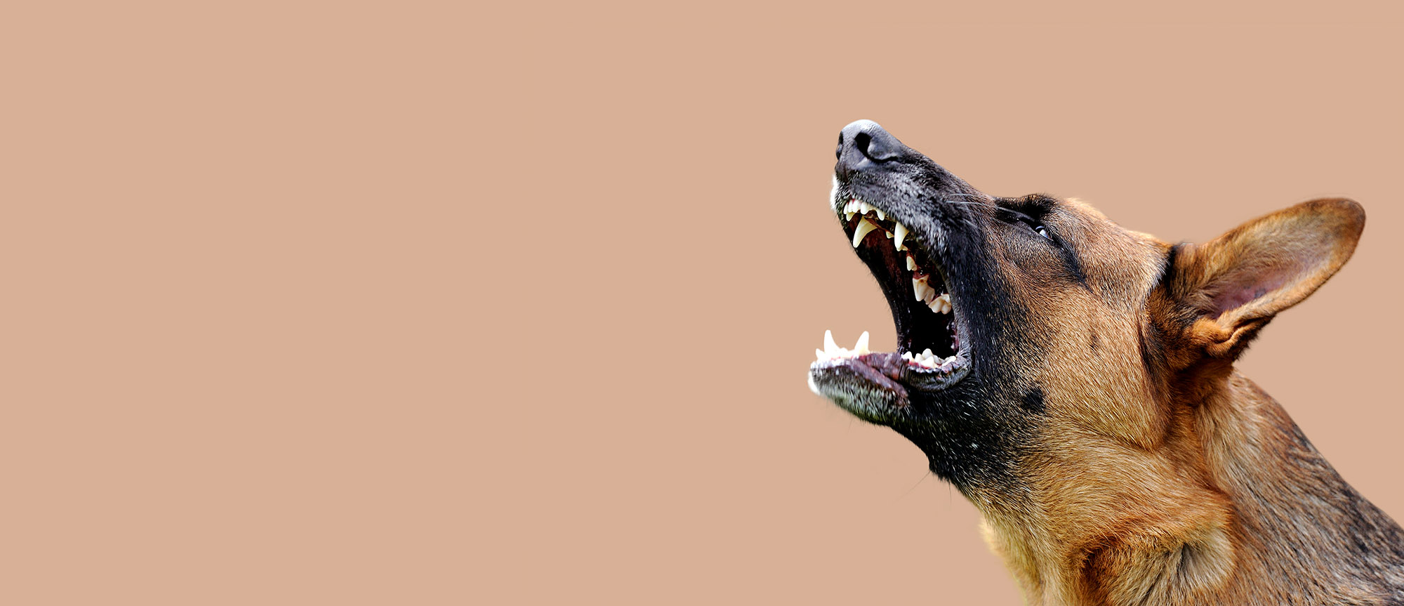 dangerous dog bite attack personal injury solicitors Cardiff