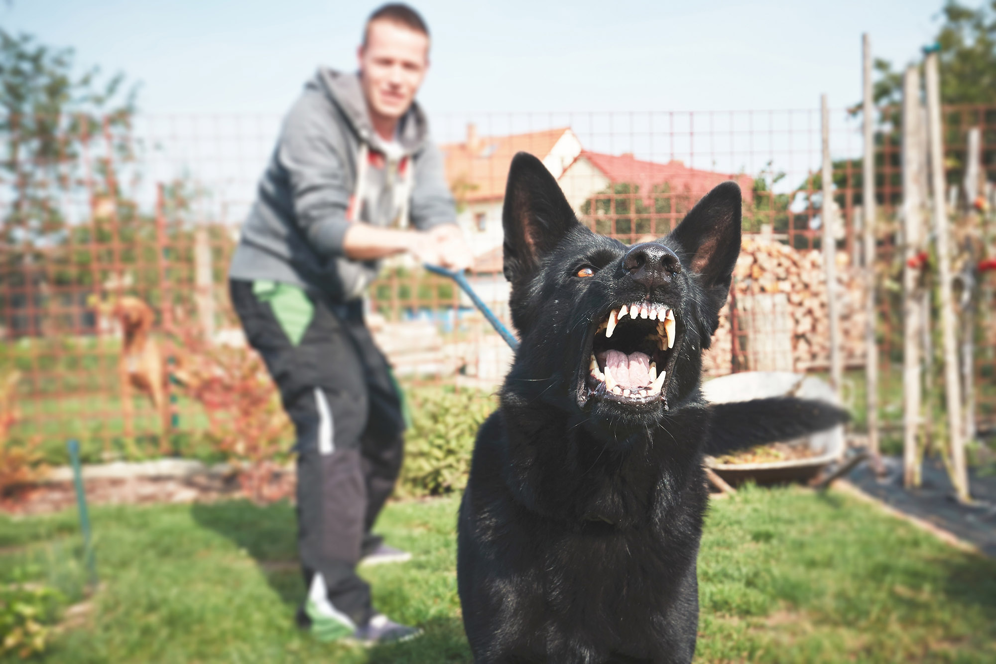 dog attack dog bites personal injury solicitors Cardiff