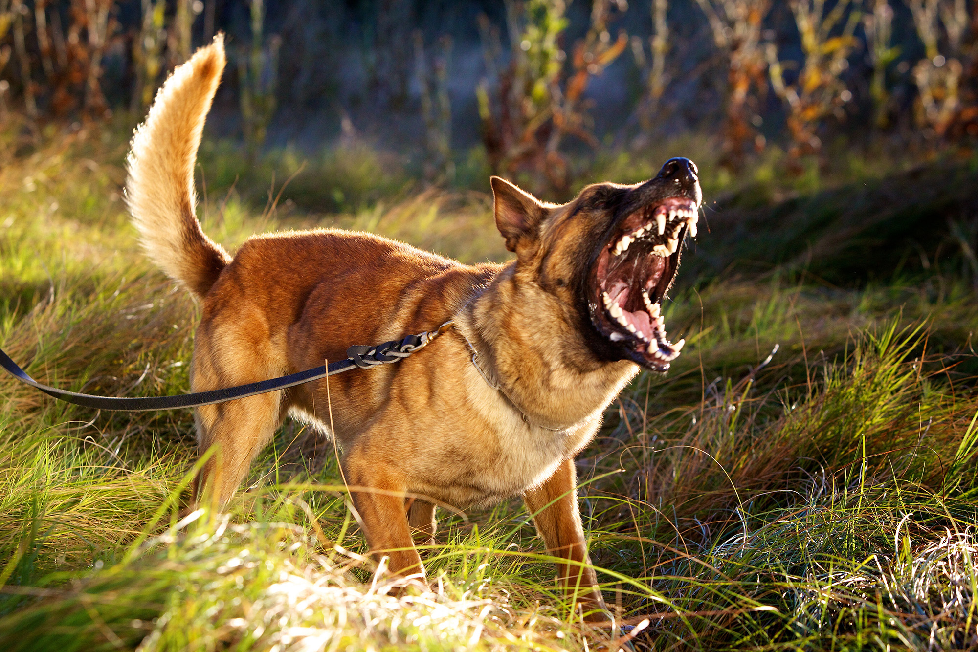 Dog Attack, Animal Bites - Poorly trained pets, bad dog, dangerous animals solicitors Cardiff